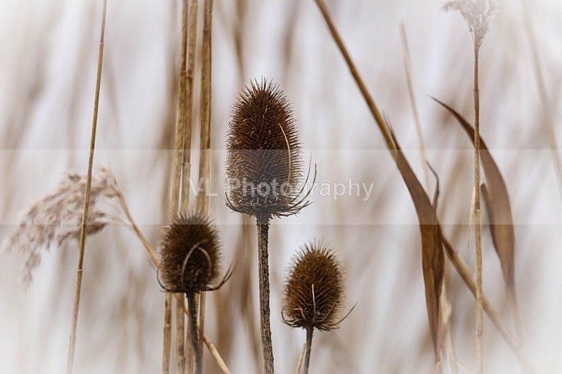 1G5A0610 - Flowers, Plants and Trees