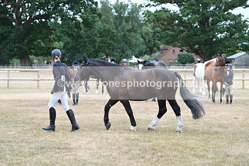 WJ7_0114 - Class 5a Most Handsome Gelding (above 14.2hh)