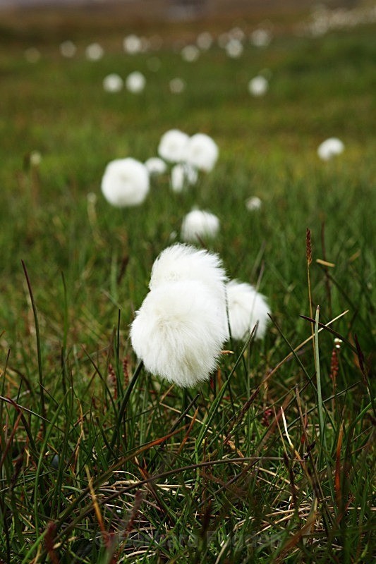 Arctic Cottongrass 3033 - Colours of Svalbard