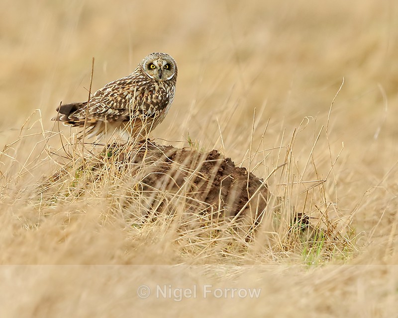 Short-eared Owl on the ground, Hawling, Gloucestershire - Short-eared Owl