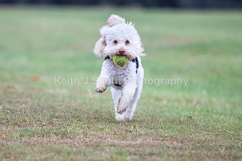 0KJS3572 - Dogs in Abington Park
