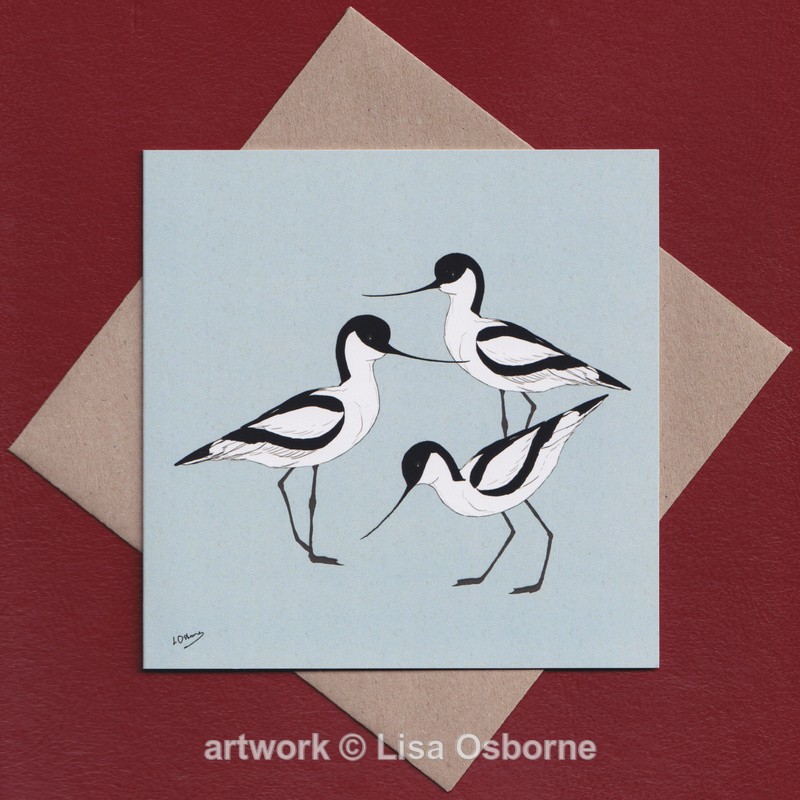 Avocets - Cards