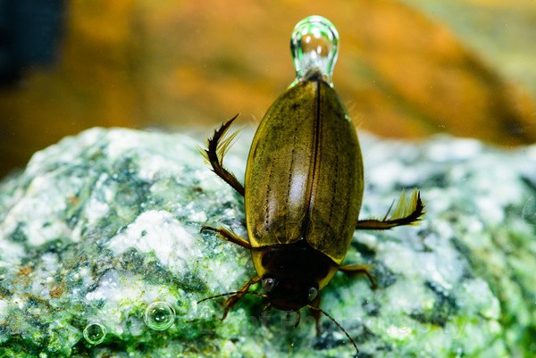 Diving beetle - Freshwater Life