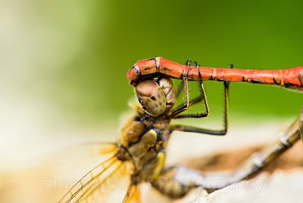 Mating Common darters - Dragonflies & Damselflies