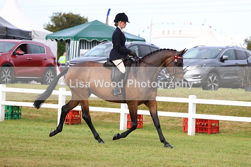 3E7A8011 - Class 2: Rising Star Large Hack/Riding Horse
