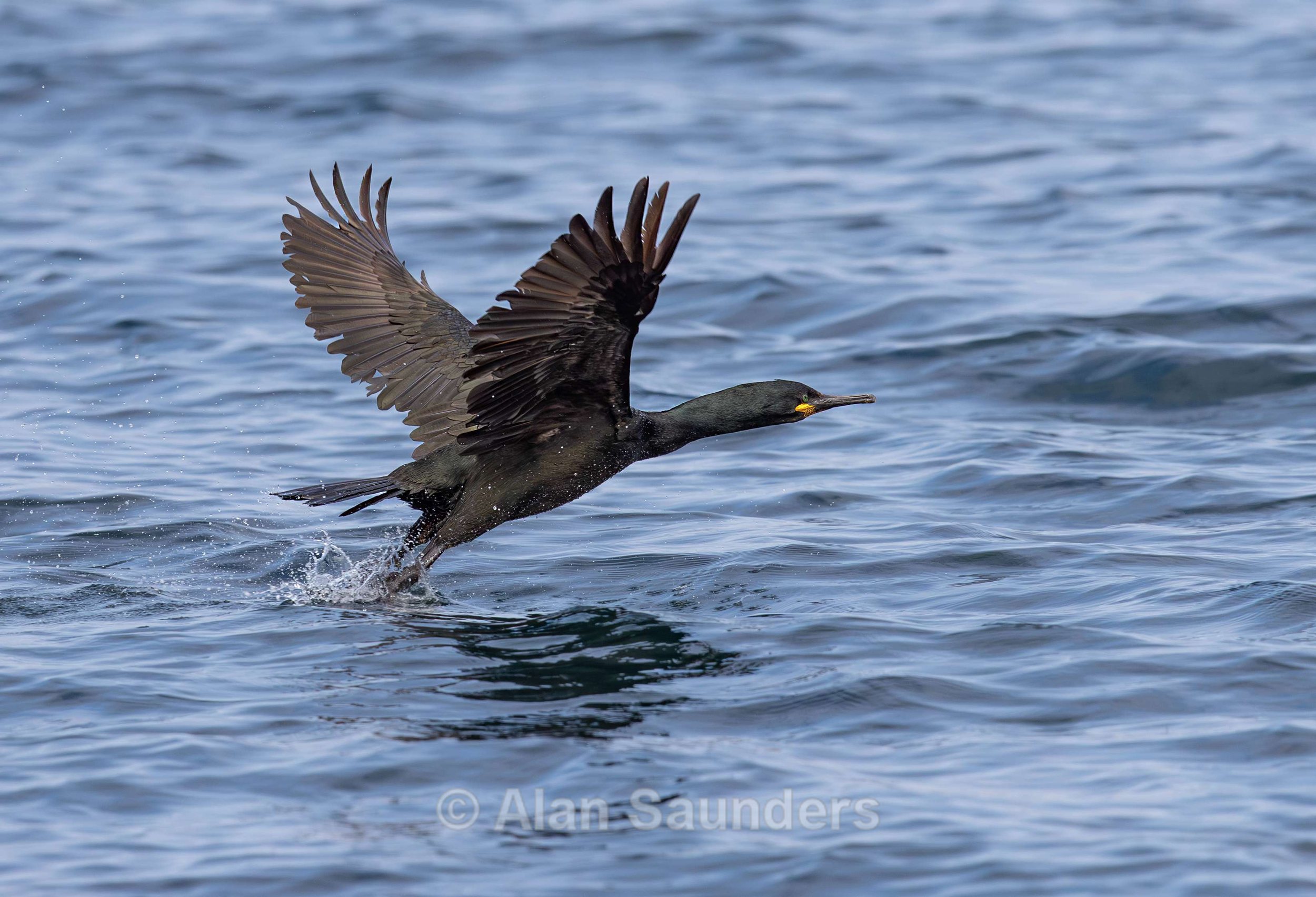 European Shag 3 (Gulosus aristotelis)