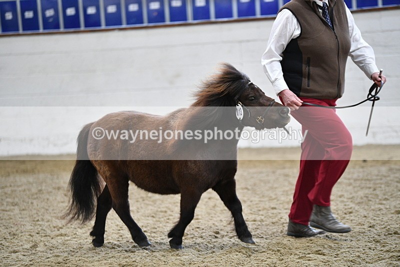WJ5_5251 - Class 4 In hand M&M - small breeds
