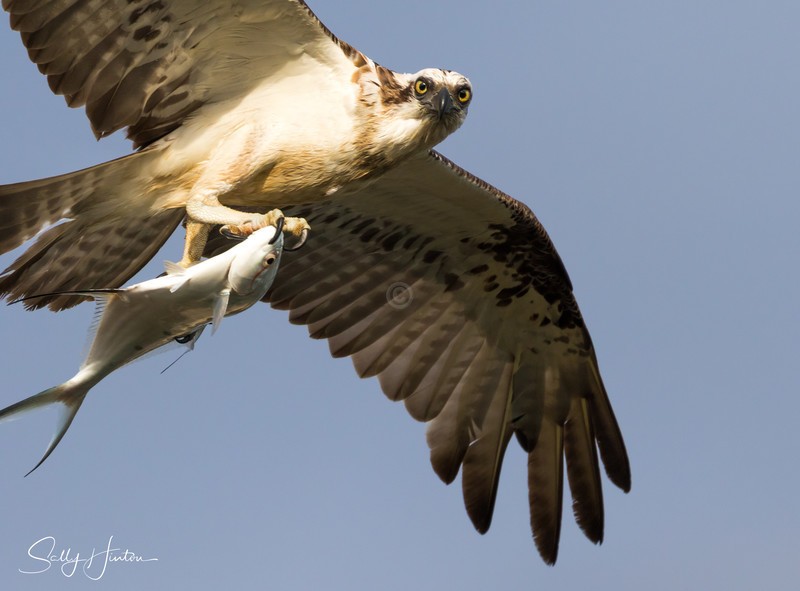 Osprey with Swallowtail 2