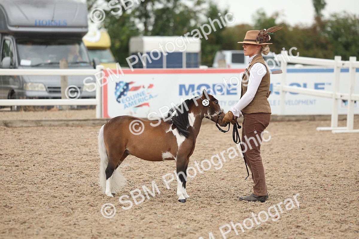 SBM_19414 - Class 317 - IH Pure Bred Horse-Pony