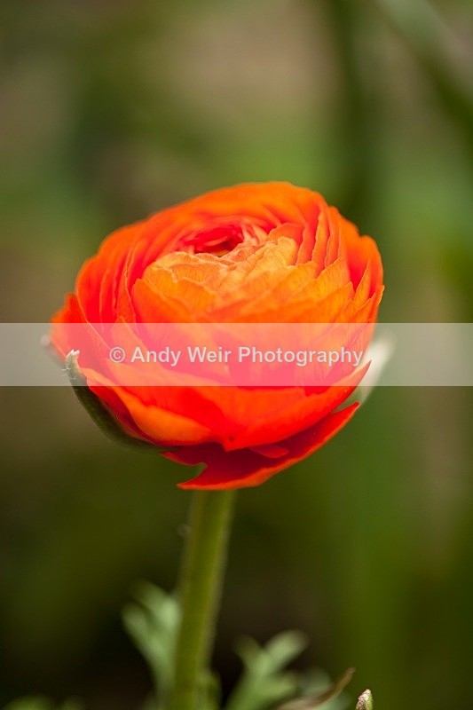 20120406-_MG_9446 - Plants & Flowers