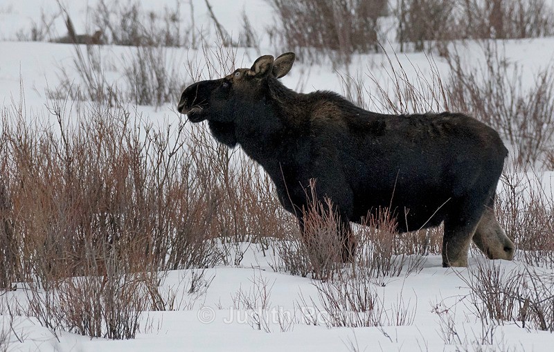 Moose, Lamar Valley - Yellowstone