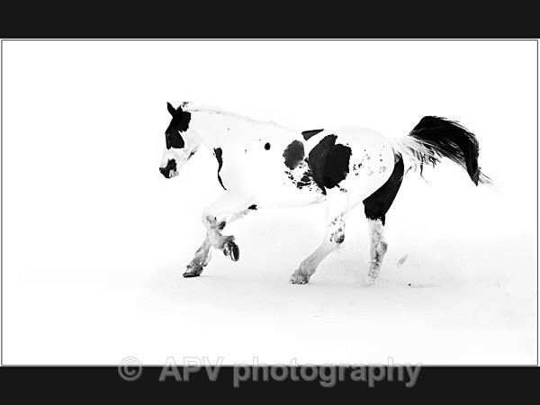 BLACK AND WHITE HORSE IN THE SNOW by Sylvia Adams - Horses'n'Ponies