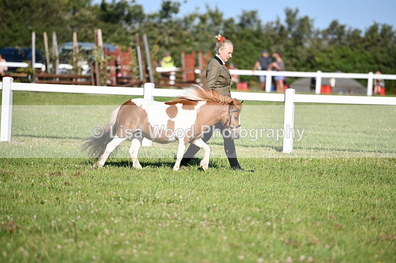 DSC_5448 - Class 49: NPS Shetland Youngstock