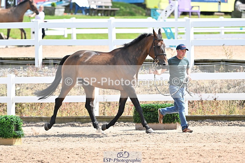 240717A-150132-02455 - Trot Up 3pm to 4pm