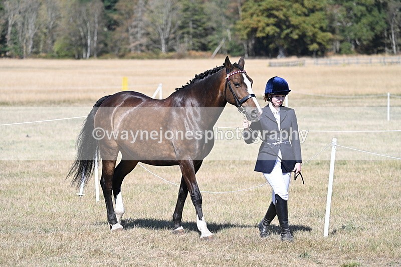 WJ7_1466 - Class 42 Most Handsome Gelding