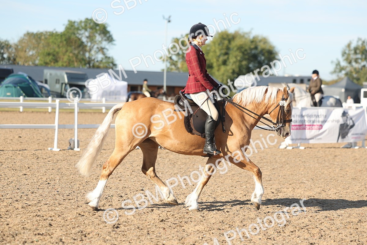 SBM_11014 - Class 302 - Ridden M&M Large Breeds