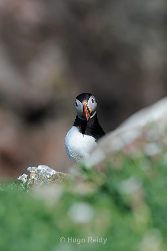  - Saltee Islands Birdlife
