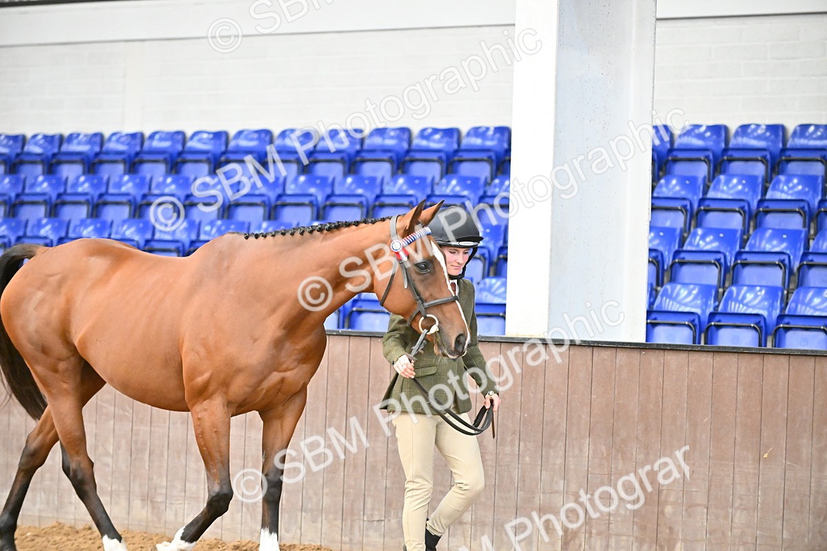 SBM_000107 - Class 6 - BSHA In Hand Racehorse to Show Horse