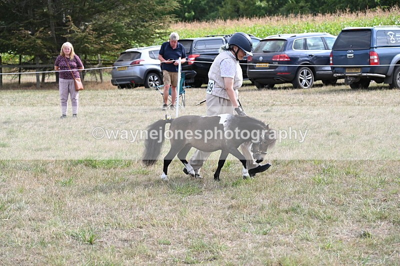 WJ6_7017 - Class 21 Shetland & Mini Horses