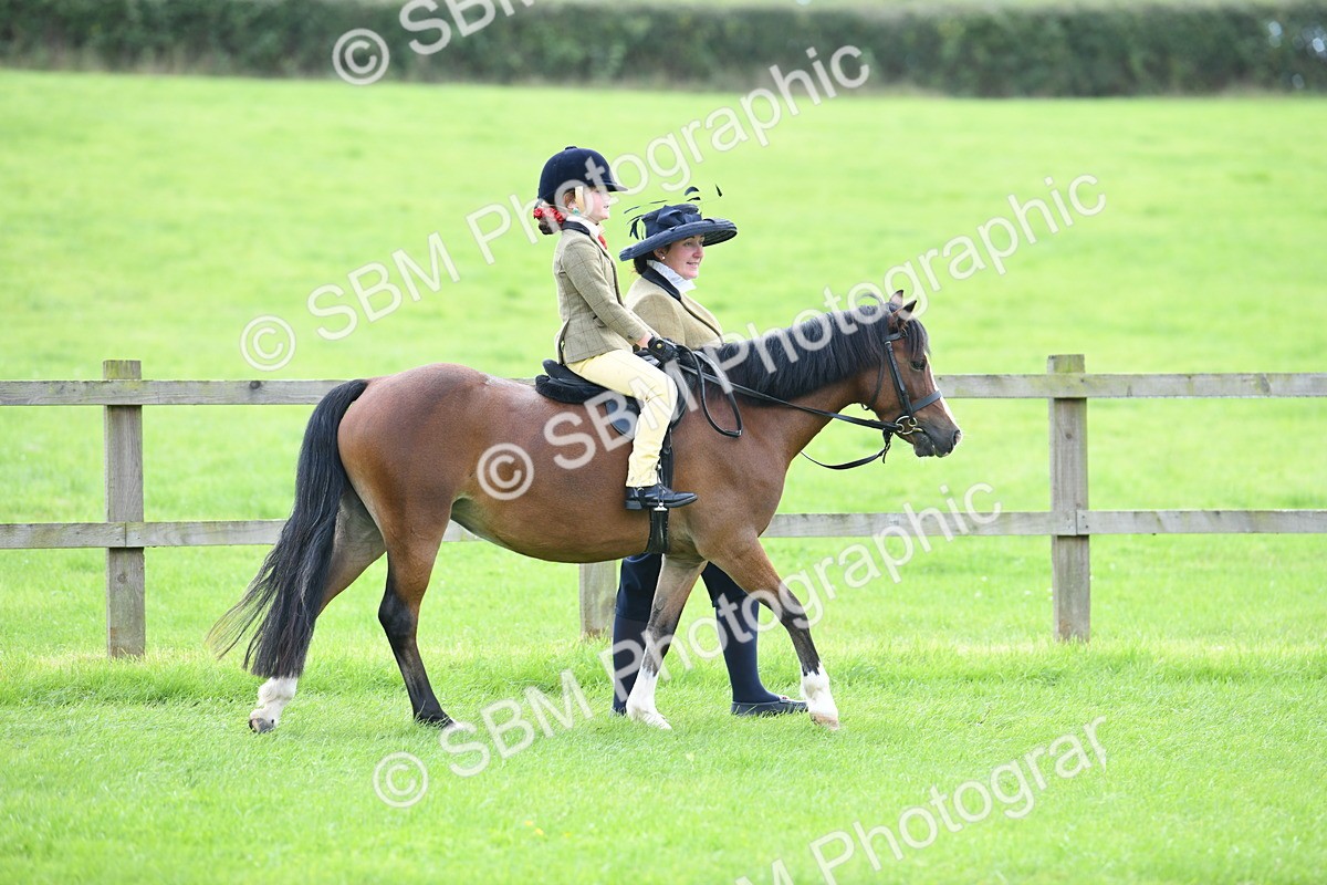 SBM_42427 - S20 - Lead Rein Mountain & Moorland Pony