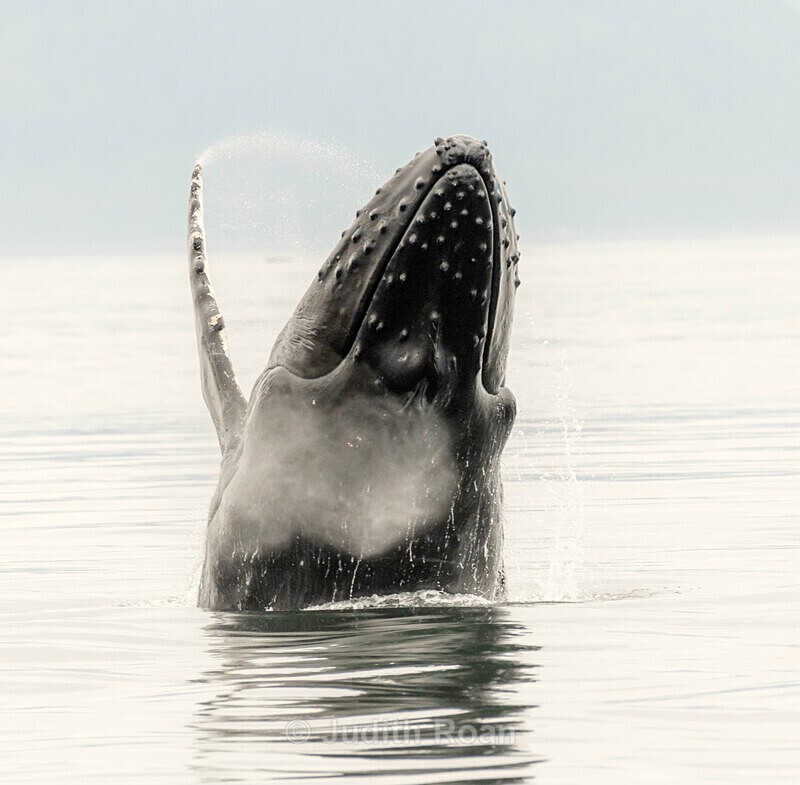 Humpback Breach - Southeast Alaska