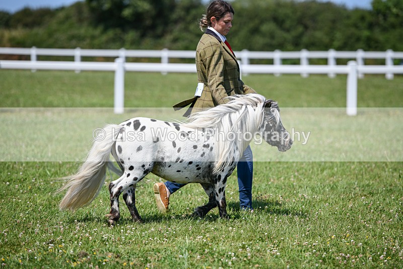 DSC_7211 - Class 61: Miniature Horse 4yrs & over