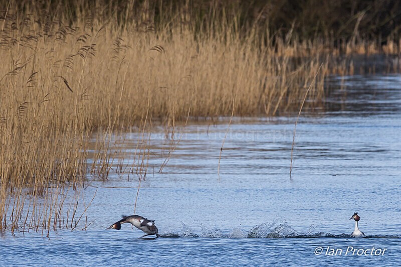 Courting Ritual 3 of 6 - Great Crested Grebes - Nature