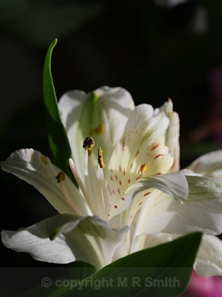 Evening Alstromeira - MACRO & CLOSE UPS 2