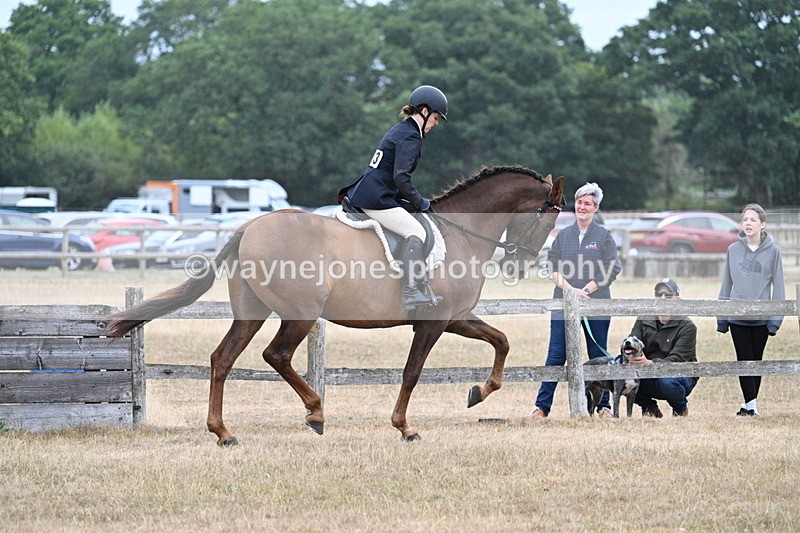 WJ7_0884 - Class 7 Riding Club Show Horse