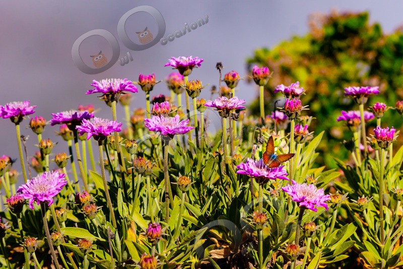 canary island scabious Pterocephalus lasiospermus-1340 - Plants and trees