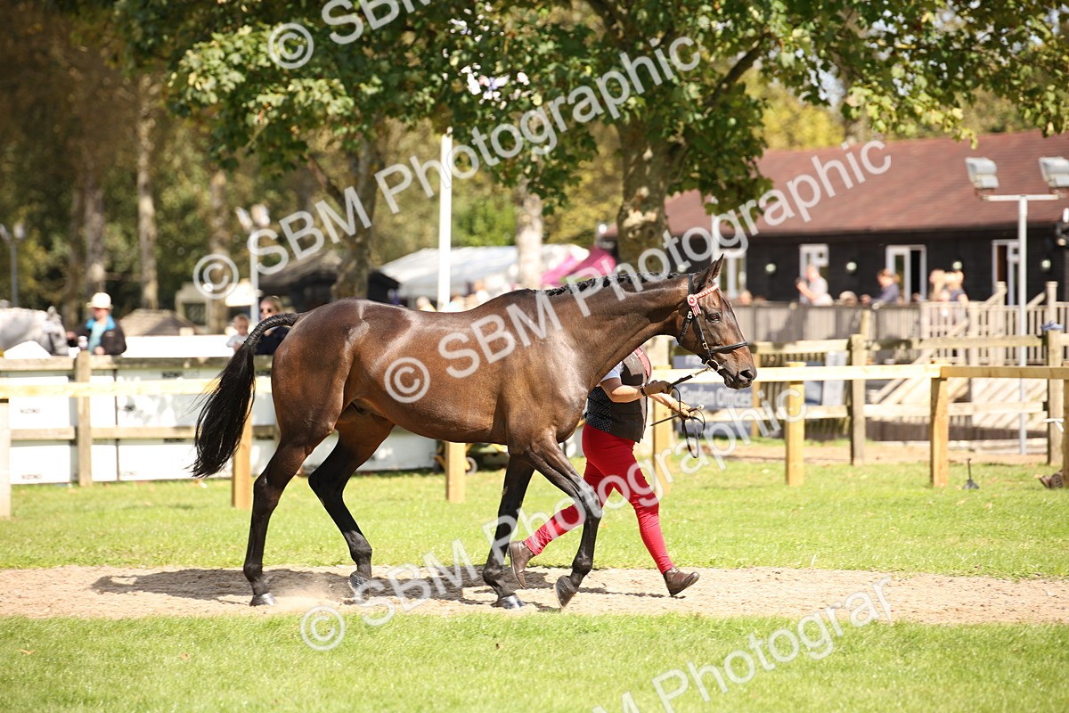 SBM_44374 - S24 - Young Veteran in hand