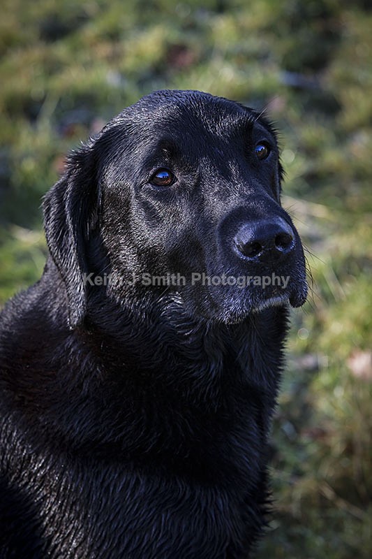 6KJS3990 - Working Dogs