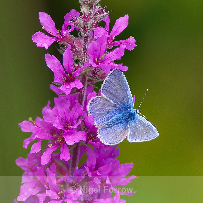 Common Blue (male) on Purple Loosestrife