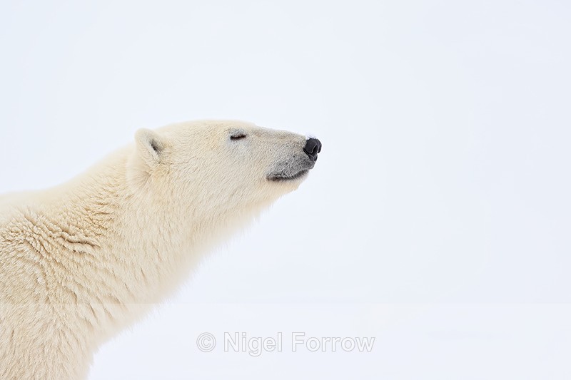 Polar Bear eyes closed, Churchill, Canada - Polar Bear