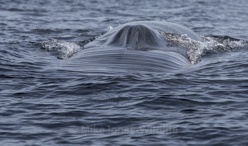 Fin Whale, Pico Island, Azores - WHALES & DOLPHINS ( PICO, AZORES MAY 2013 & 2014 )