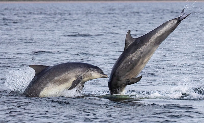 Chanory point, Bottle nose dolphins - Dolphins, Whales & Orcas. Scotland, Iceland, Azores & Madeira