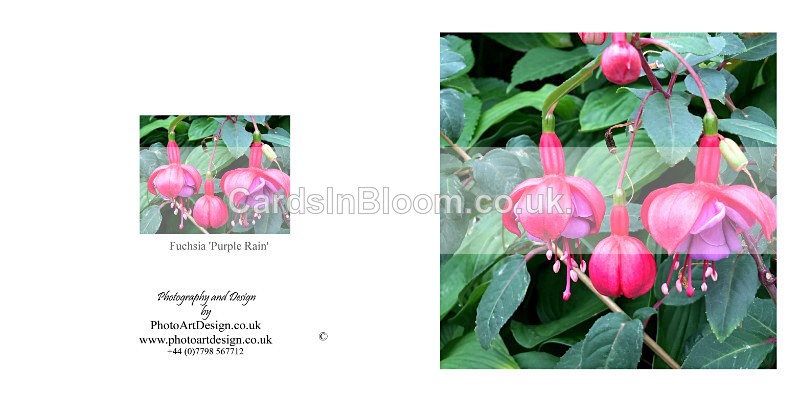 013 Fuchsia Purple Rain - FLORAL GREETING CARDS