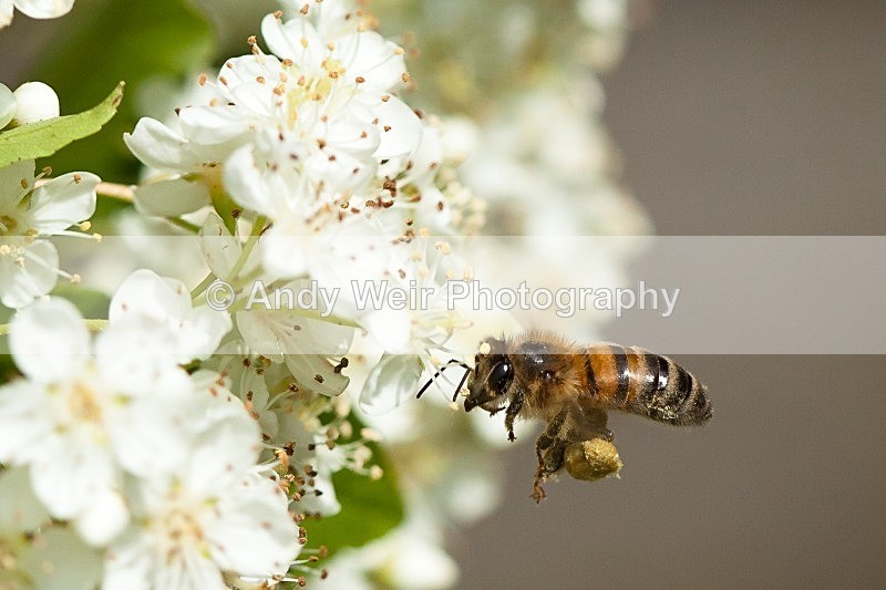 20120610-_MG_0374 - Insects