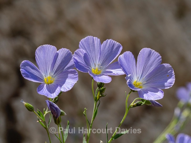 Alpine flax (Linum alpinum)
- Wild Flowers 2020