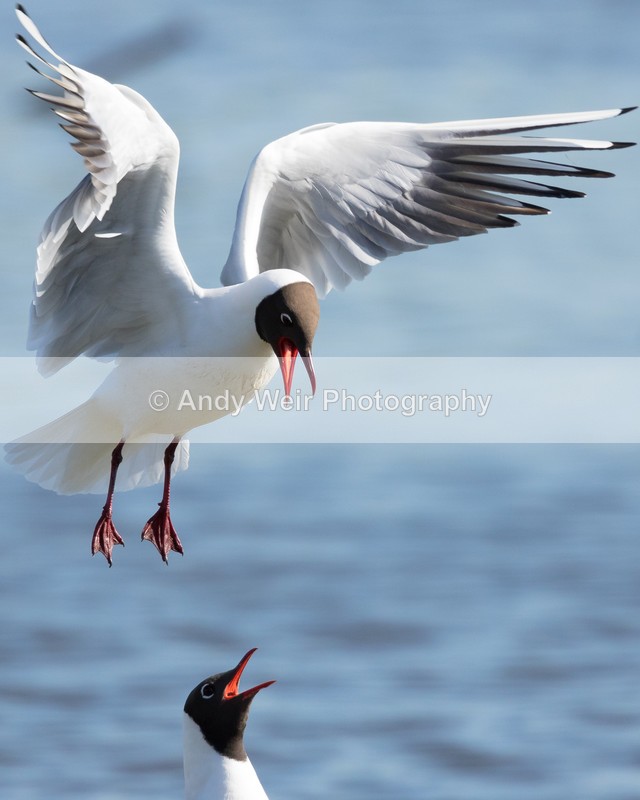 20160420-8E0A3578 - Gulls