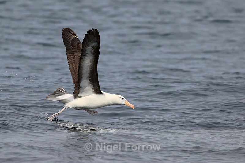 Black-browed Albatross taking off from sea, Falklands - Black-browed Albatross