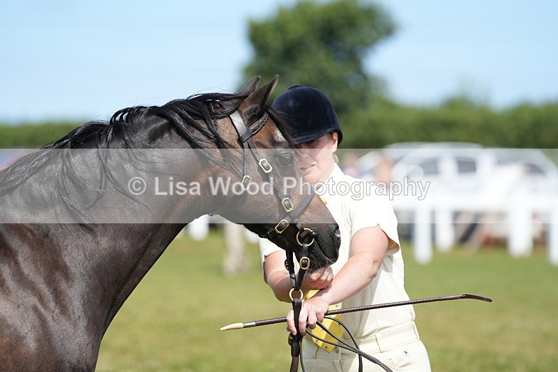 DSC05582 - Class 50: NPS M&M 4 years and over Small Breeds