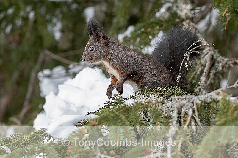 Red Squirrel  1901-19294 - The Mountains