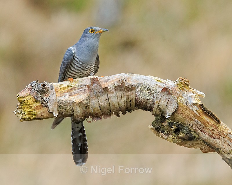 Cuckoo and caterpillar on stump, Scotland - Cuckoo
