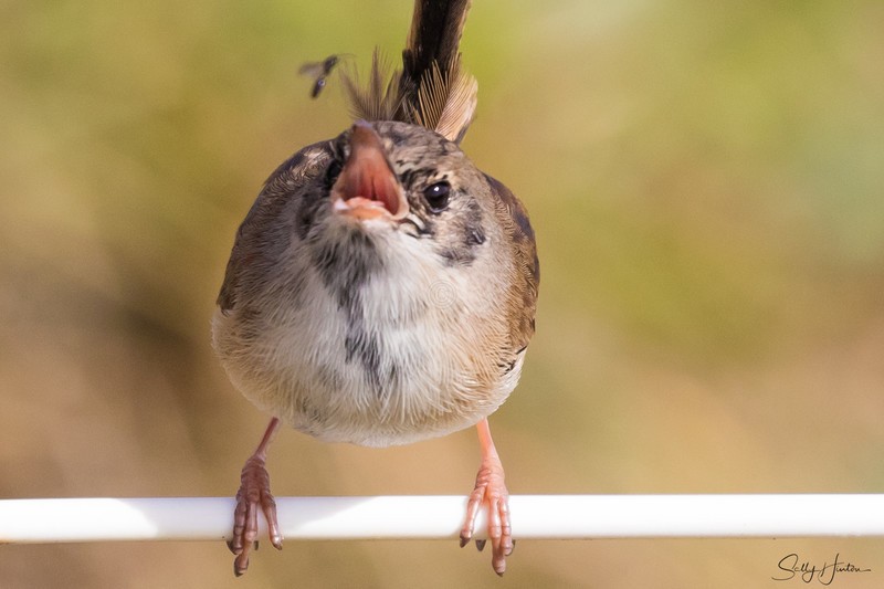 Immature Male 3