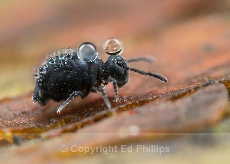 Sminthurinus niger - Sminthurinus niger