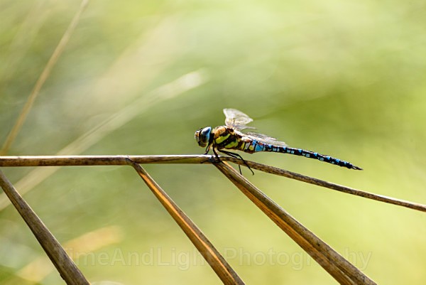 Male Migrant hawker - Dragonflies & Damselflies