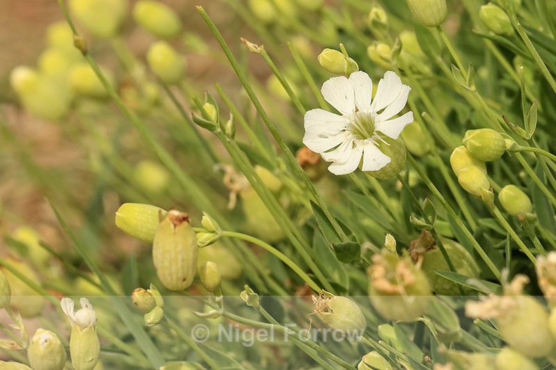 Bladder Campion flower, Arne, Dorset - PLANTS
