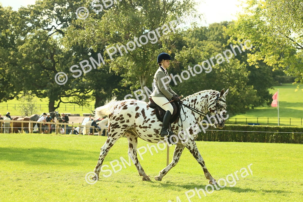 SBM_62392 - S62 - Foreign Breeds Ridden