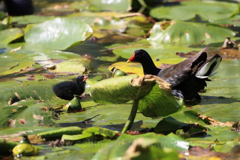 Moor Hen Family.   ref1668 - macro and nature.